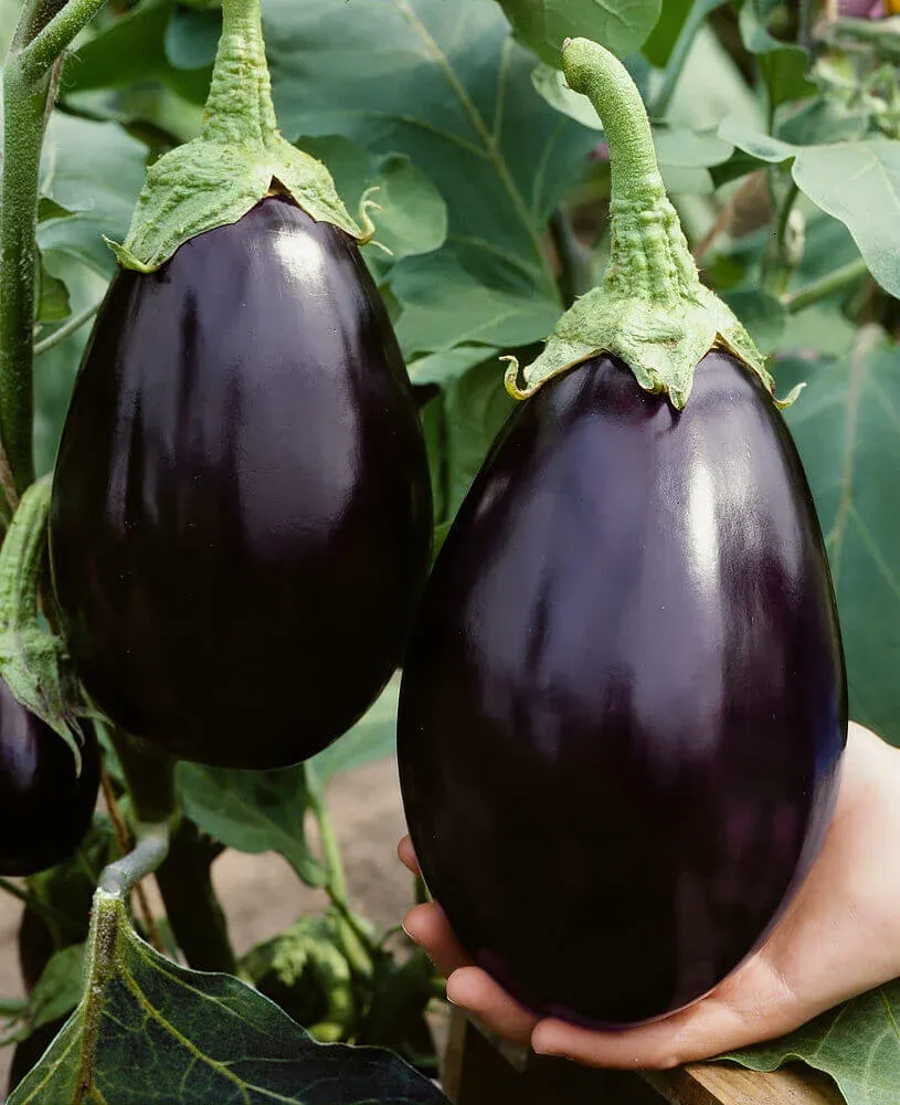 Black Beauty Eggplant Seeds 1675