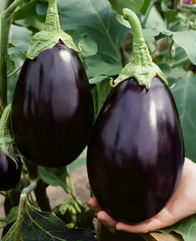 Black Beauty Eggplant Seeds 1675