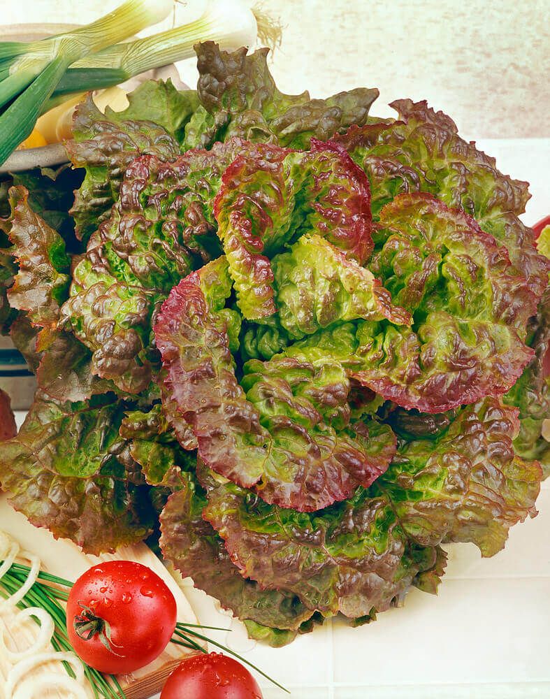 Prizehead Lettuce Seeds (Leaf Type) 1755
