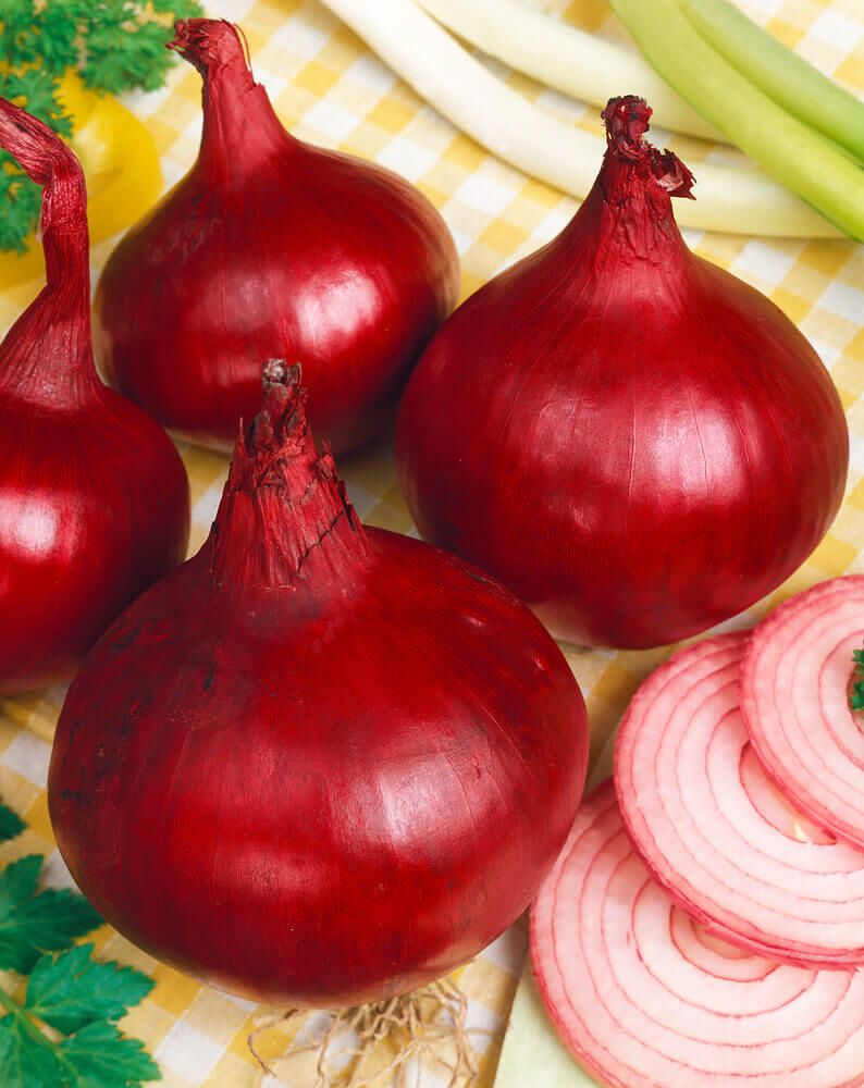 Red Globe Onion Seeds (Market Type) 1825