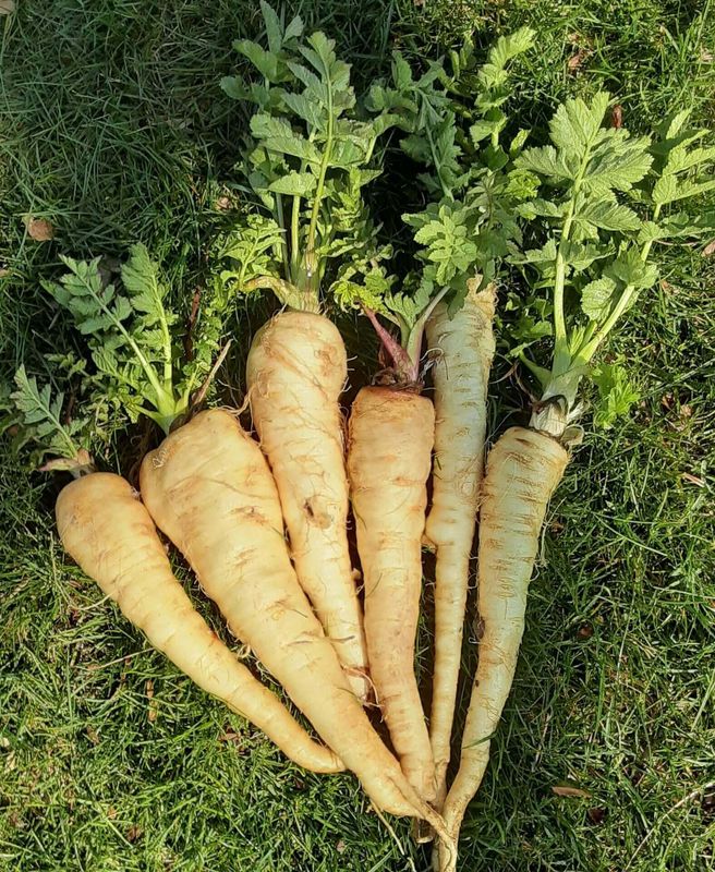 Hollow Crown Improved Parsnip Seeds 1880
