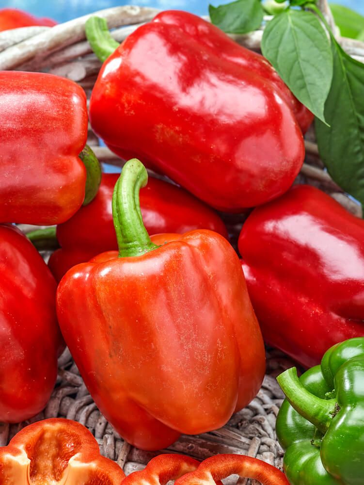 Summer Red Pepper Seeds (Bell Type) 1955