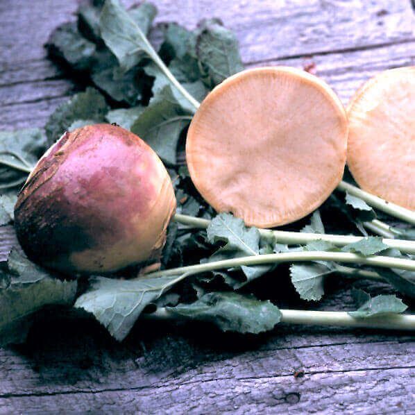 OSC Laurentian Rutabaga Seeds 2150