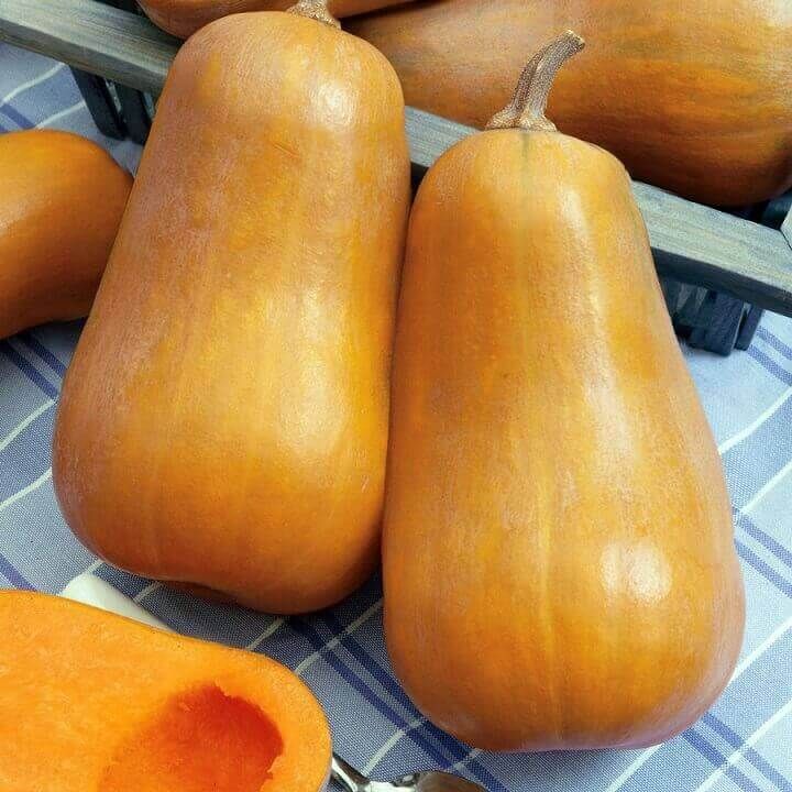 Honey Baby Hybrid Squash Seeds (Winter Type) 2249