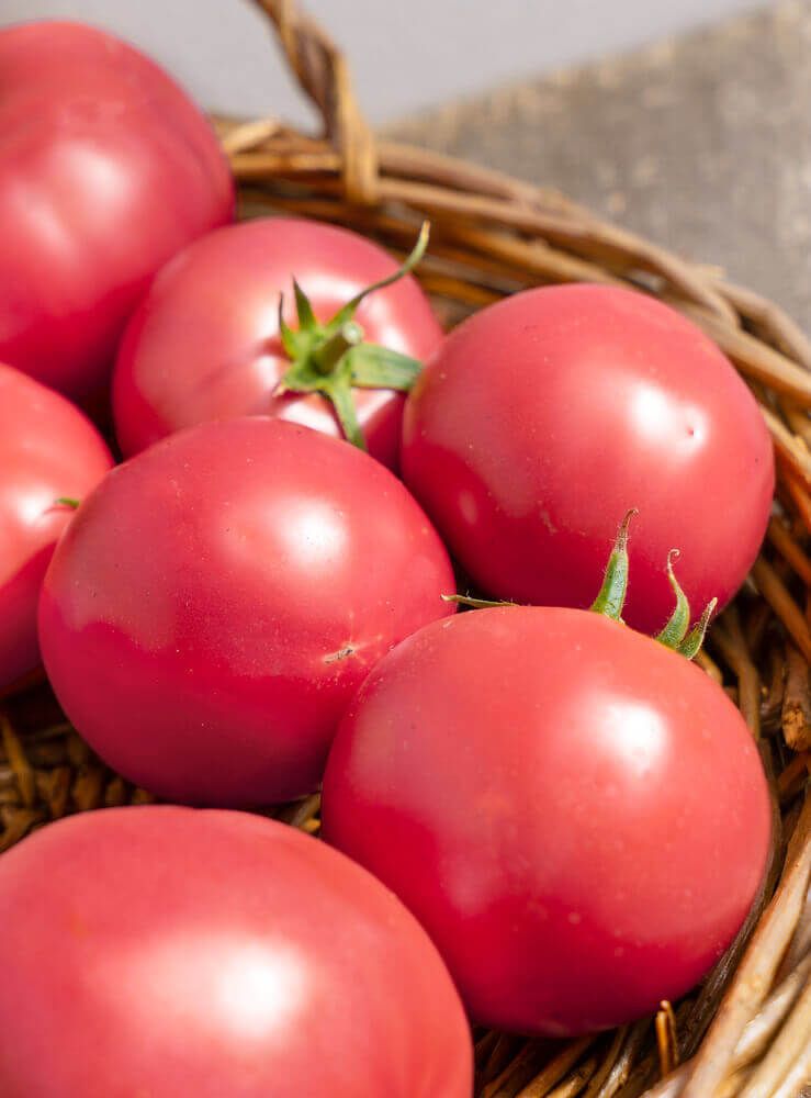 Pink Ponderosa Tomato Seeds 2345
