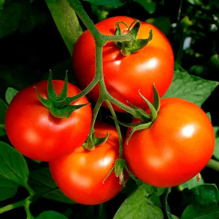 Celebrity Hybrid Tomato Seeds (Bush Type) 2315