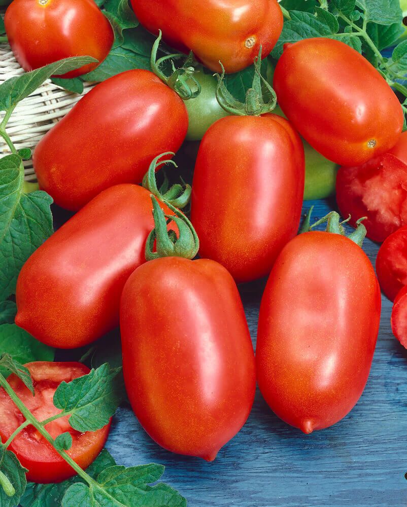 Roma Tomato Seeds (Paste Type) 2360