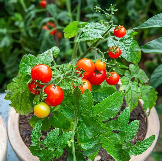 Tiny Tim Cherry Tomato Seeds 2355
