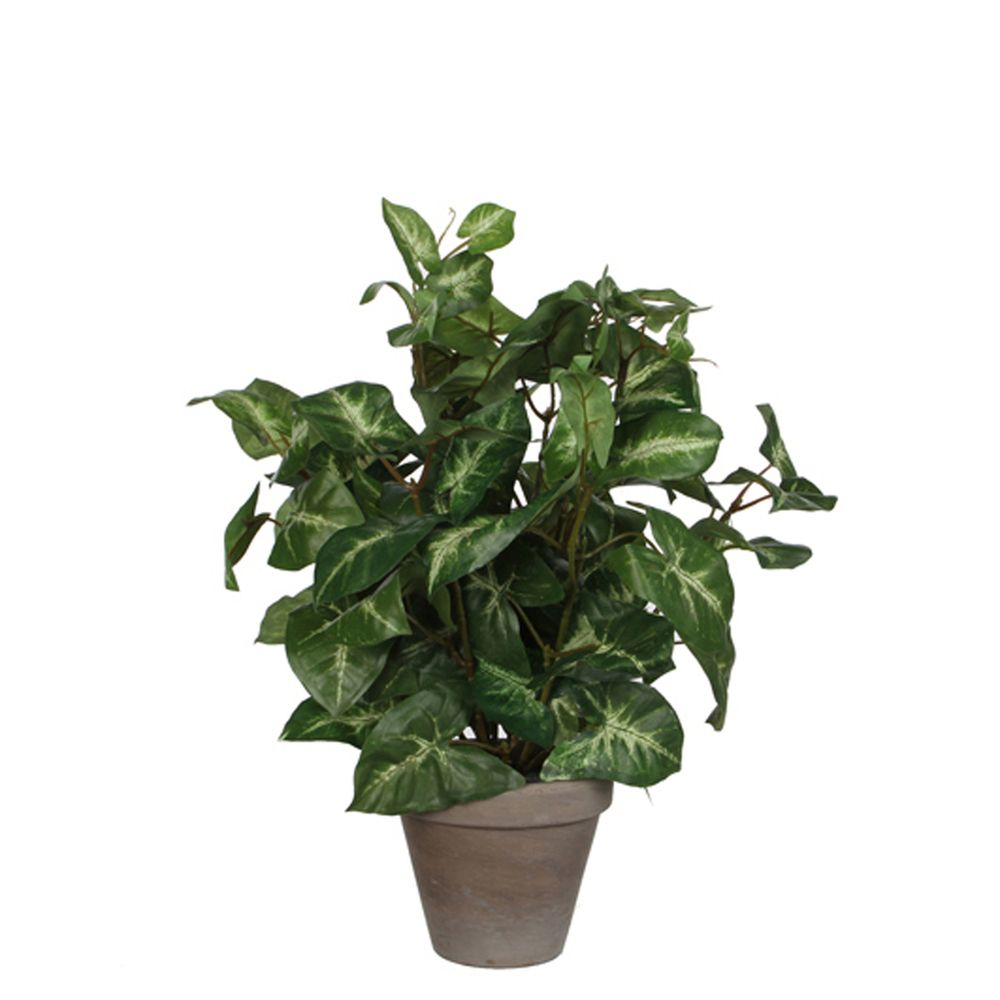Syngonium Green in Pot - h35xd25cm