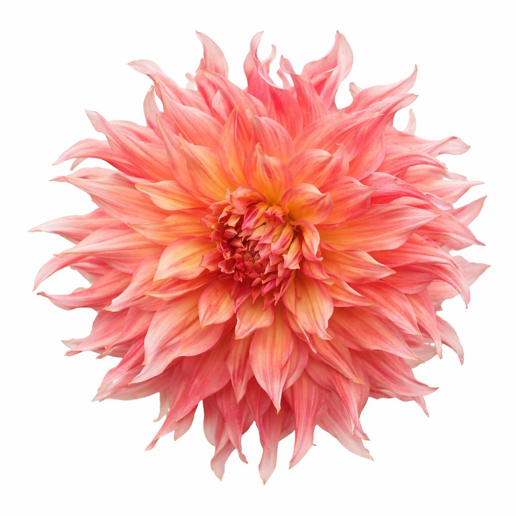 Dahlia - Dinnerplate Penhill Watermelon
