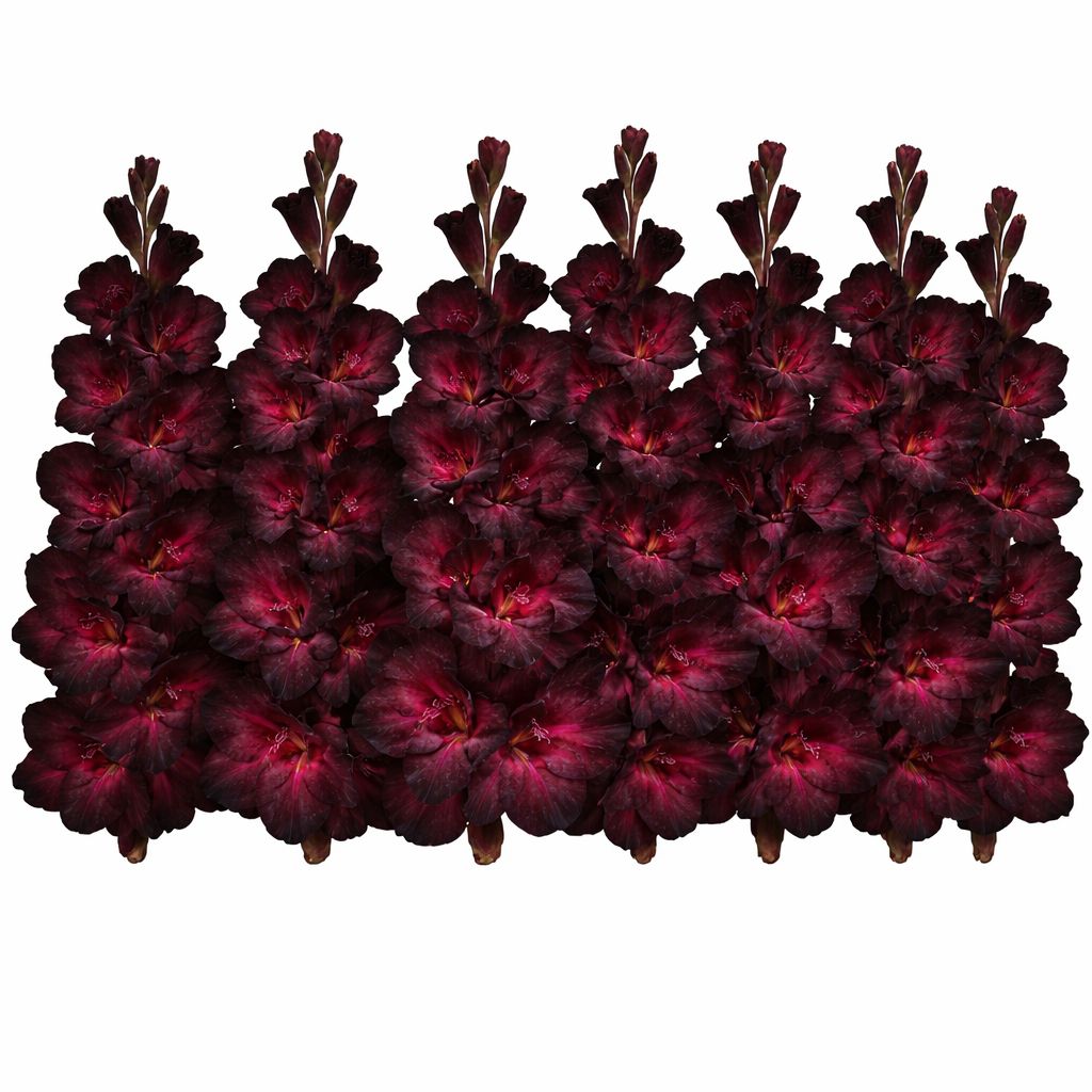 Gladiolus - Espresso - Pack of 8