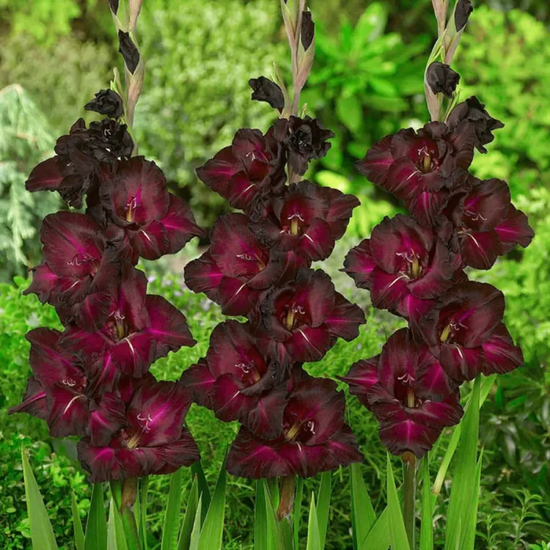 Gladiolus - Espresso - Pack of 8