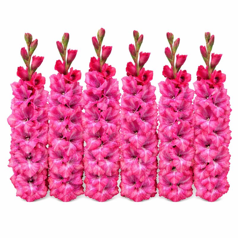 Gladiolus - Lumiere - Pack of 8