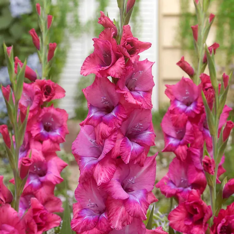 Gladiolus - Lumiere - Pack of 8