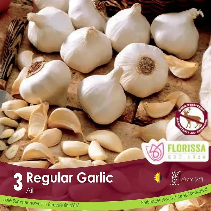 Garlic - Regular - Pack of 3
