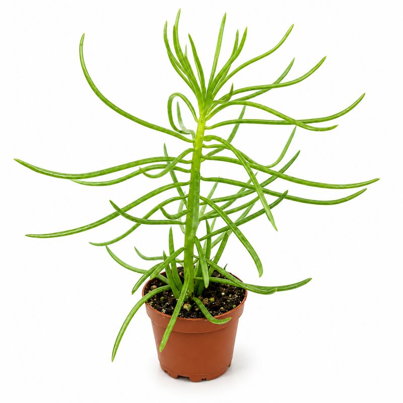 Peperomia - Happy Bean - 2.25''
