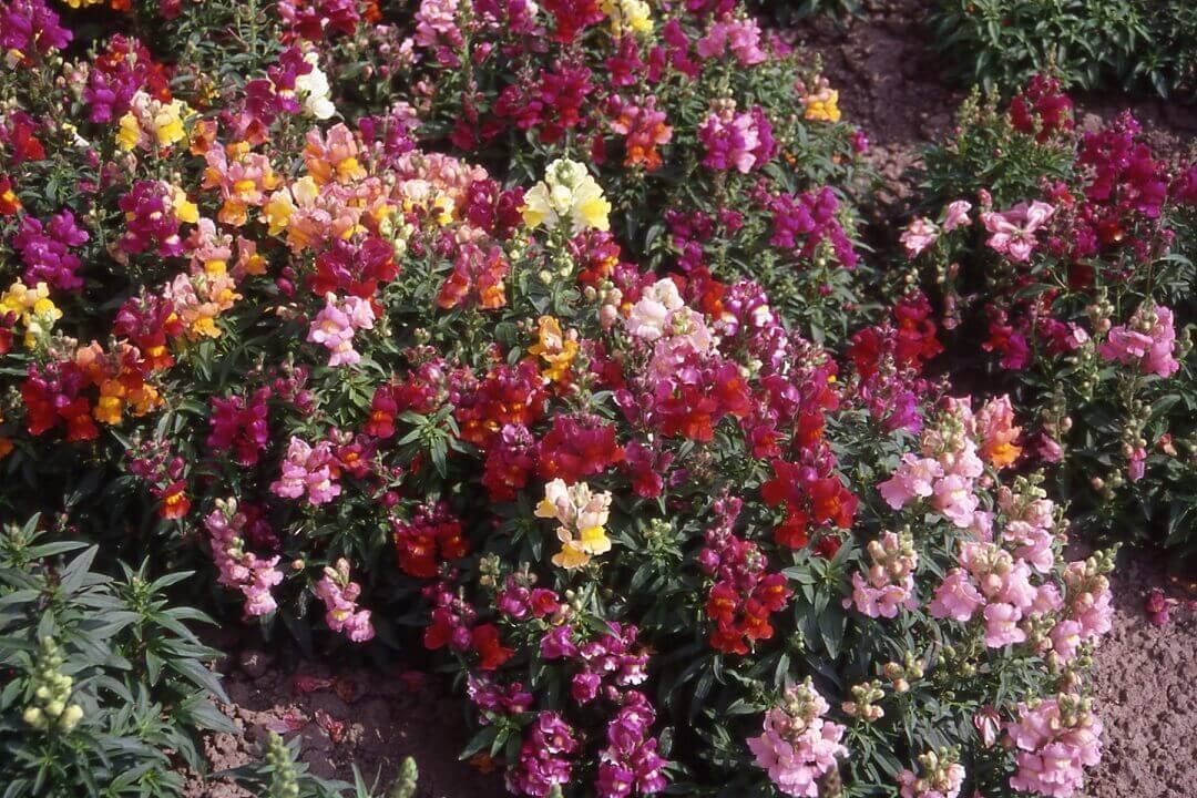 Magic Carpet Snapdragon Seeds