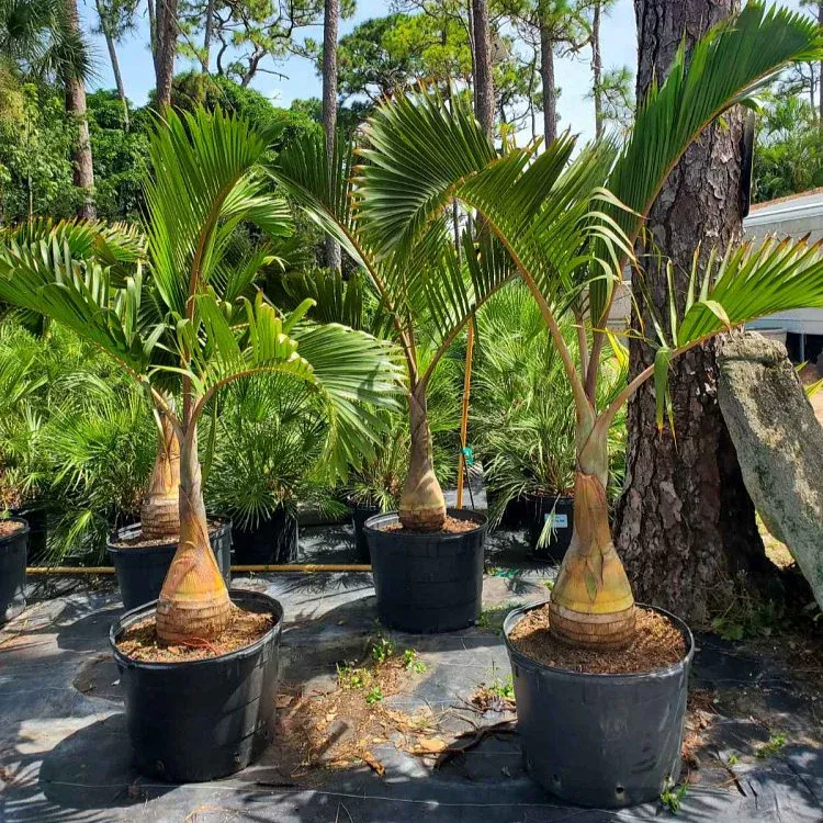 Palm Hyophorbe Bottle - 17"