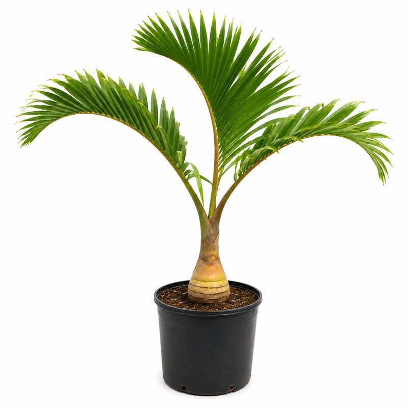 Palm Hyophorbe Bottle - 17"