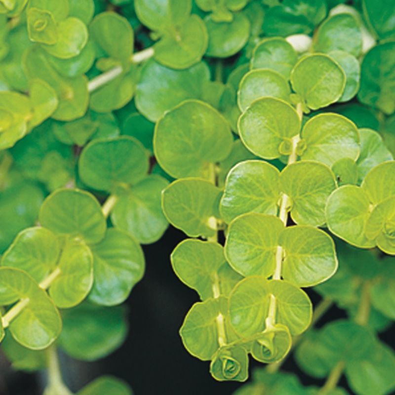 Aptenia - Cordifolia Variegata