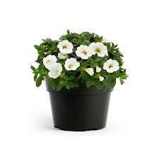 Calibrachoa - Cabaret White