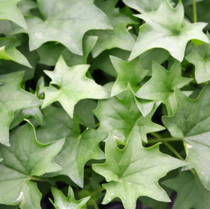 German Ivy - Green