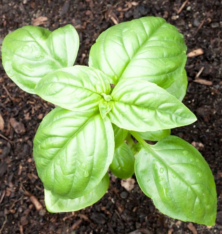 Basil - Pesto Genovese 4"