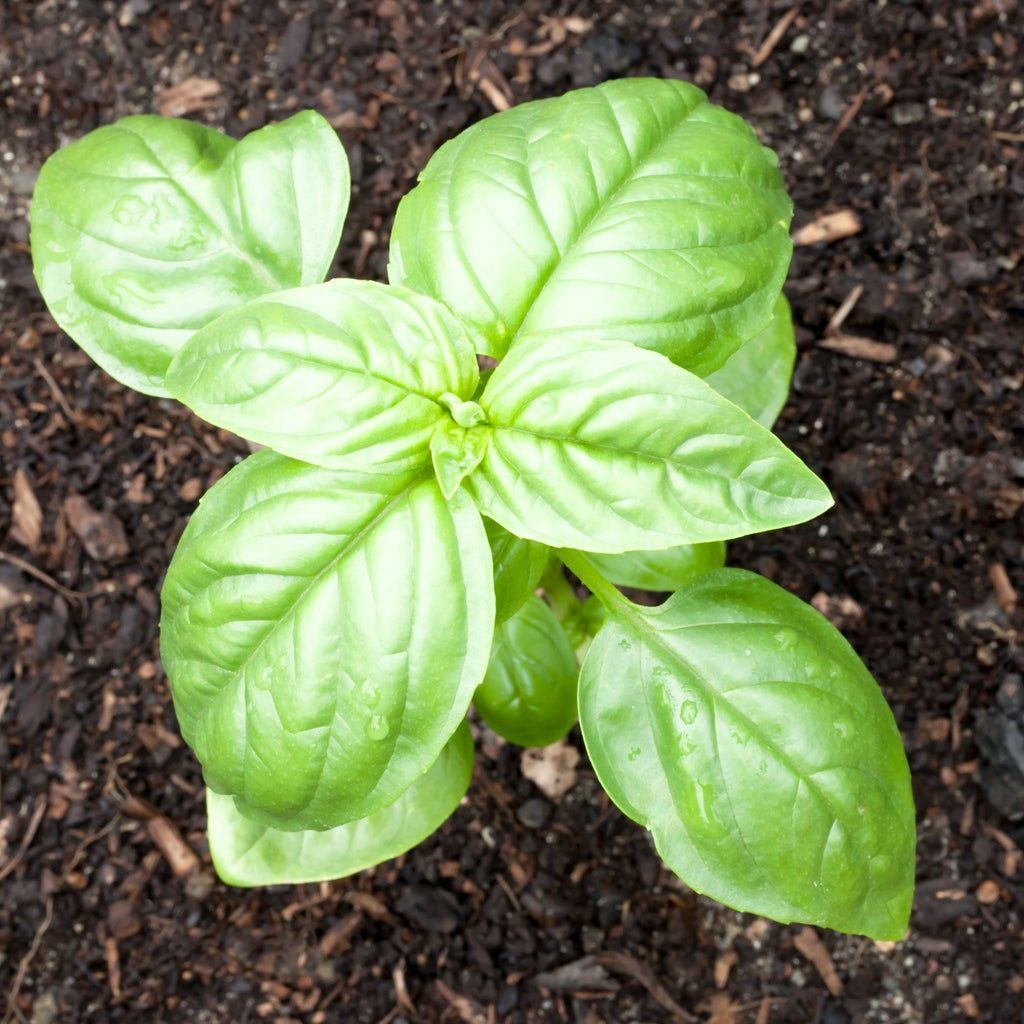 Basil - Pesto Genovese 4"