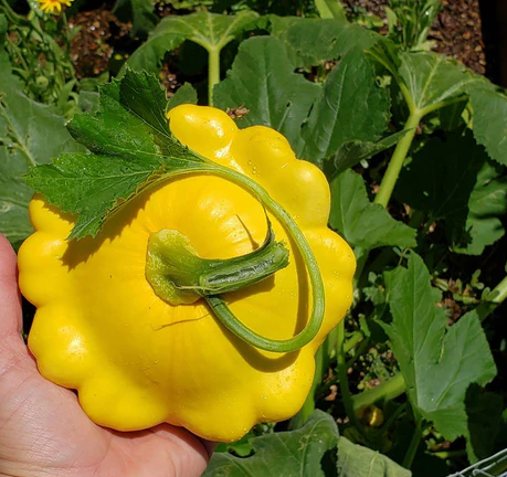 Squash Summer - Scallop - Sunny Delight