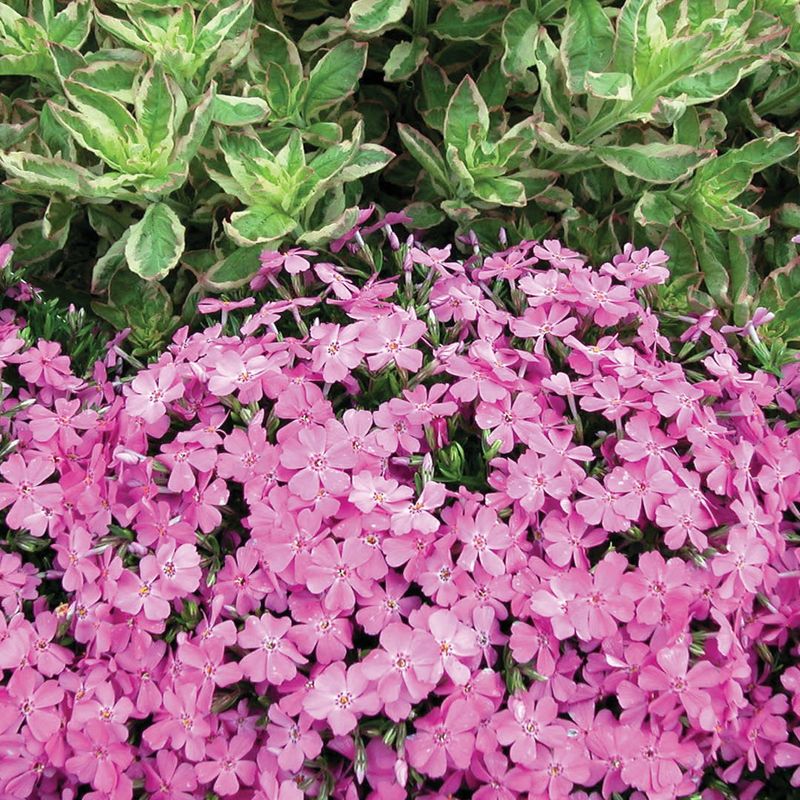 Phlox Subulata - Emerald Pink