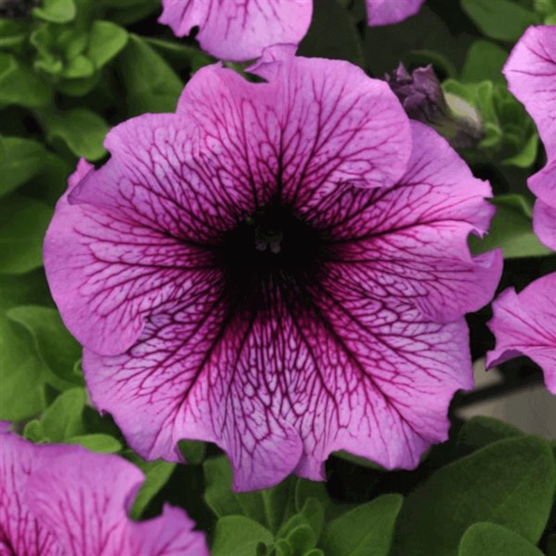 Petunia - Sugar Daddy - 5927