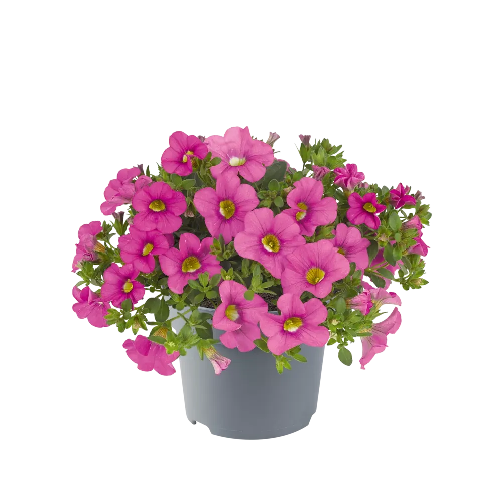 Calibrachoa - Cabaret Hot Pink