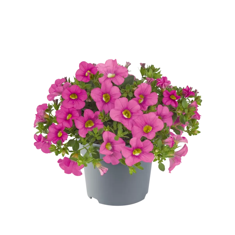 Calibrachoa - Cabaret Hot Pink