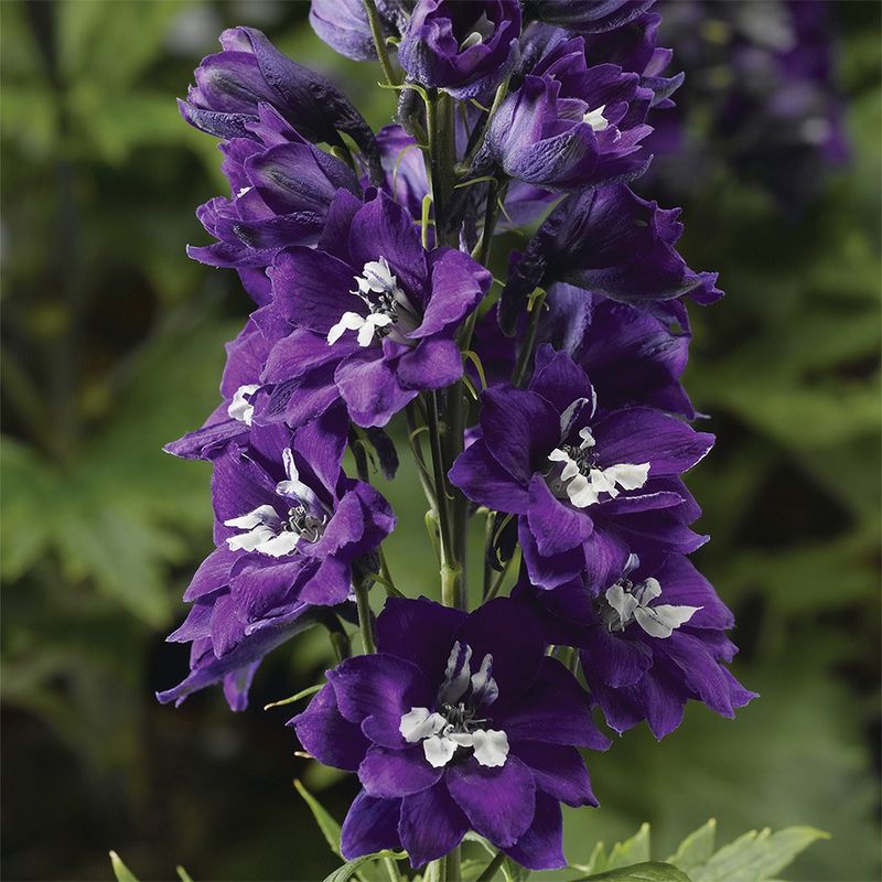 Delphinium - Magic Fountain Blue Dark White