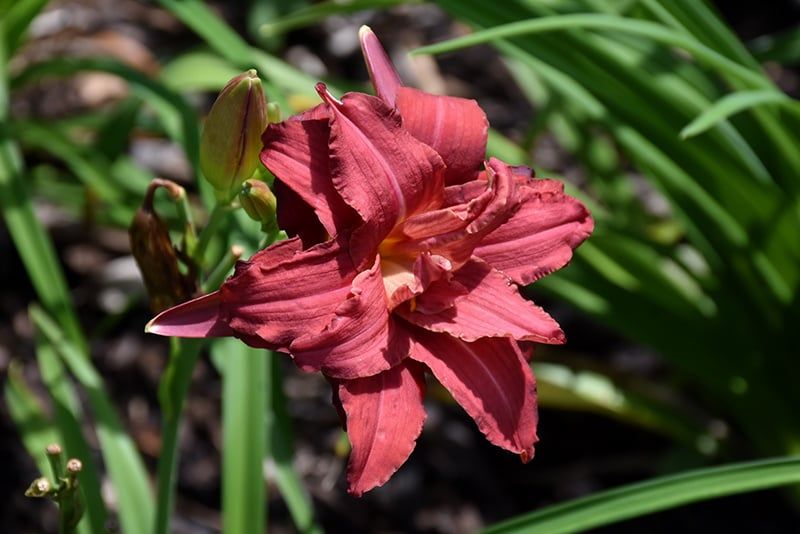Hemerocallis (Daylily) - Double Pardon Me