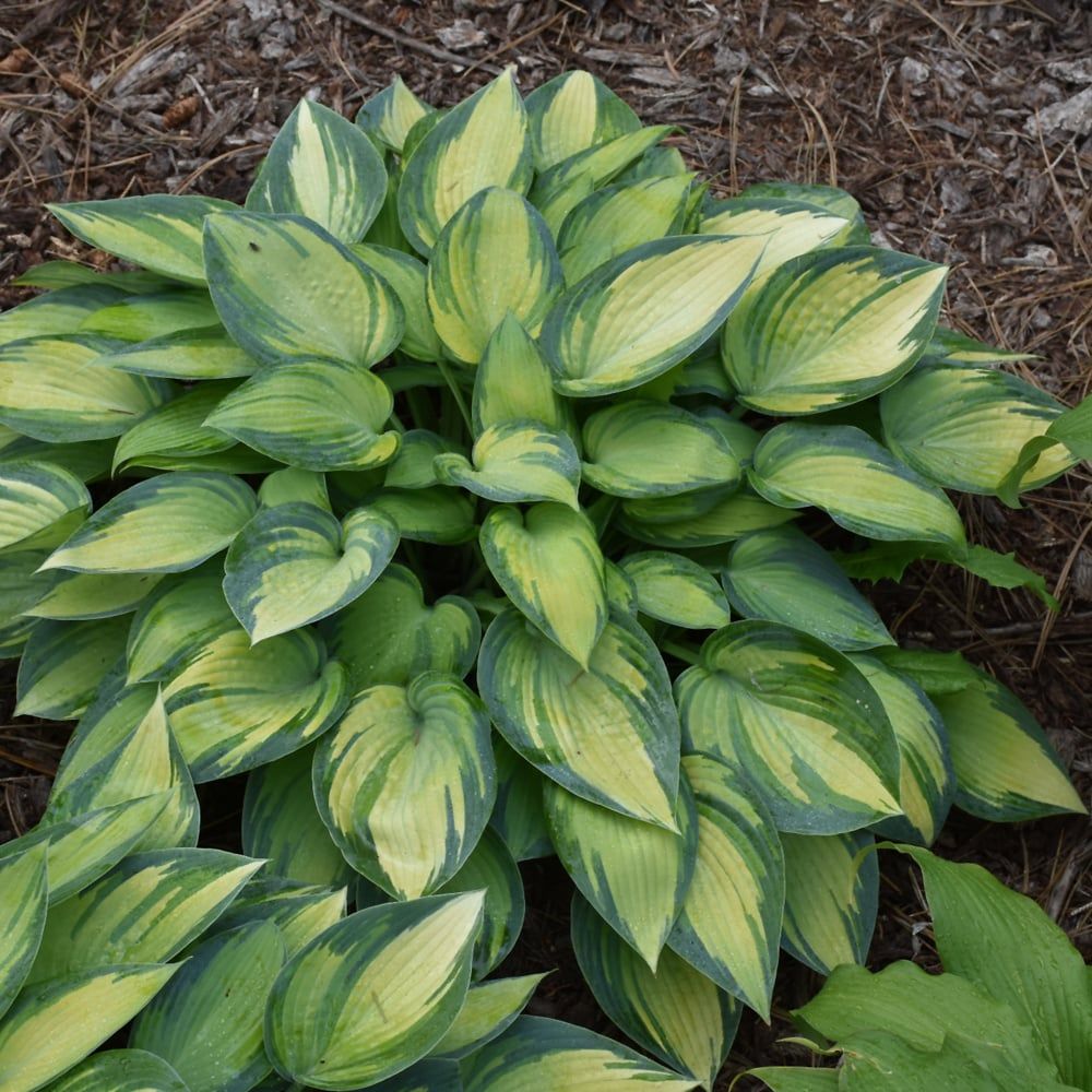 Hosta (Plantain Lily) - June
