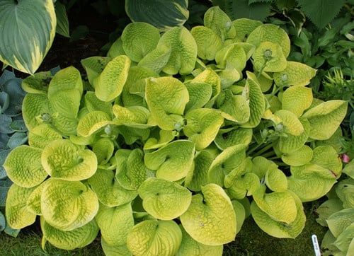 Hosta (Plantain Lily) - Maui Buttercups