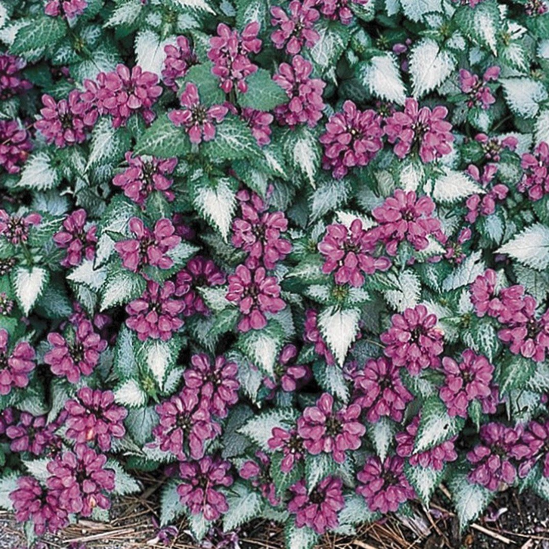Lamium - Purple Dragon