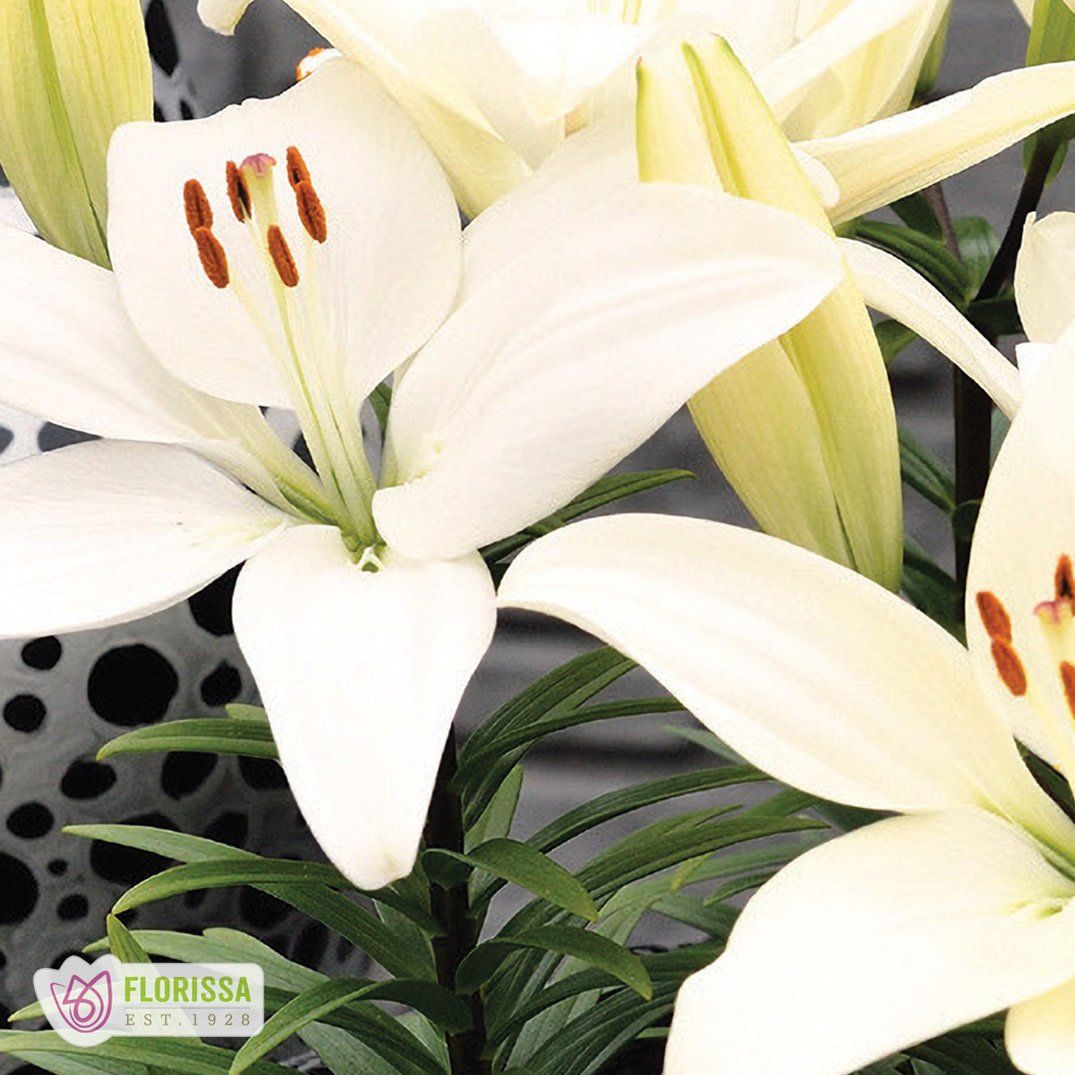 Lilium (Lily) Asiatic - Tiny Crystal