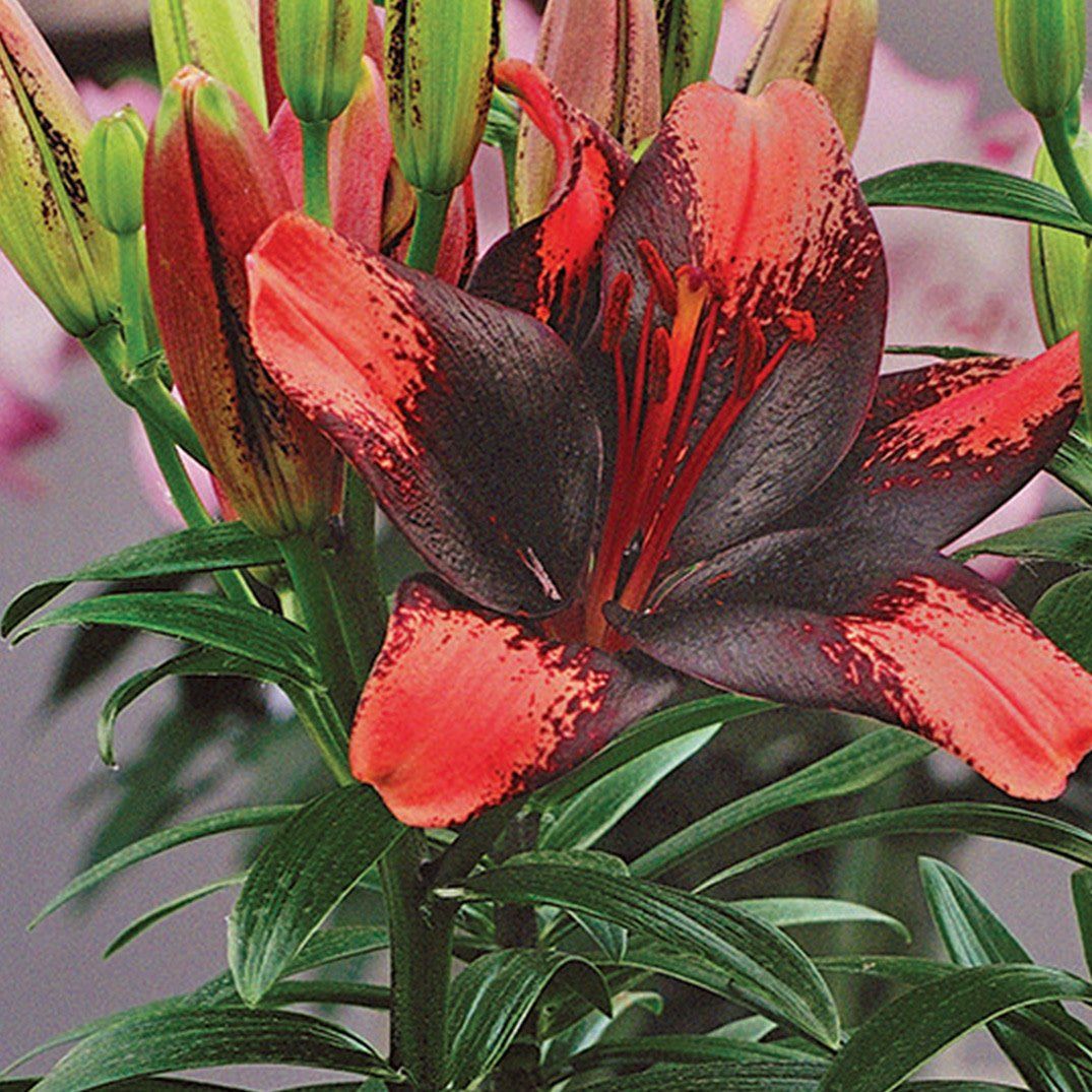 Lilium (Lily) Asiatic - Tiny Shadow