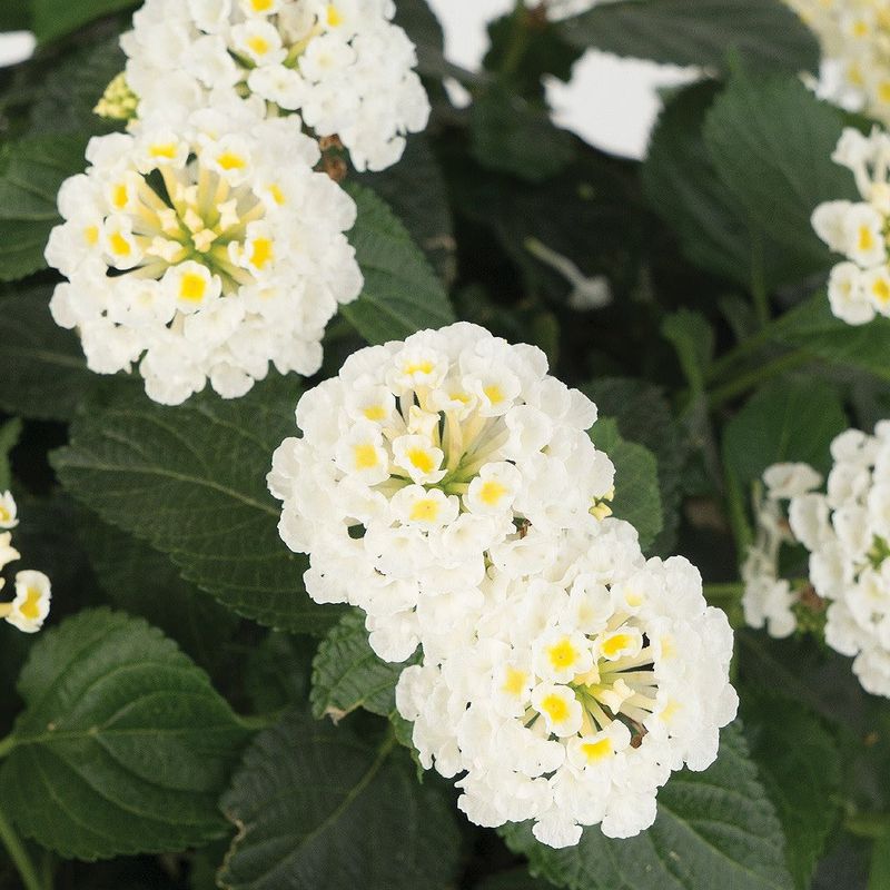 Lantana - Havana Full Moon