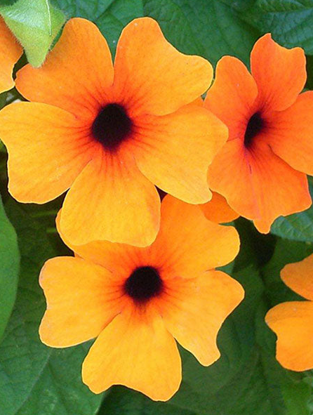 Thunbergia - Red Silver