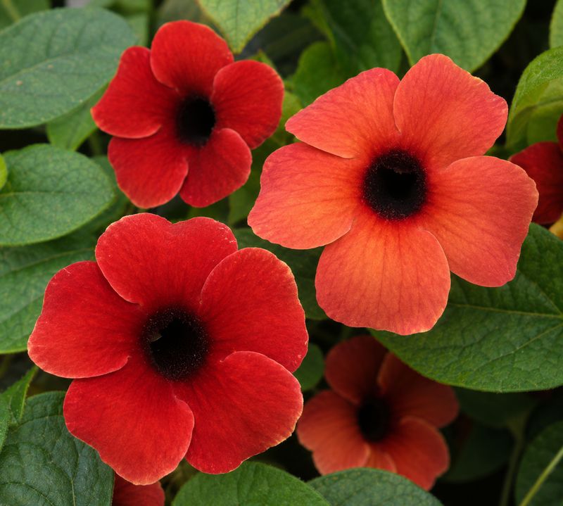Thunbergia - Red Silver