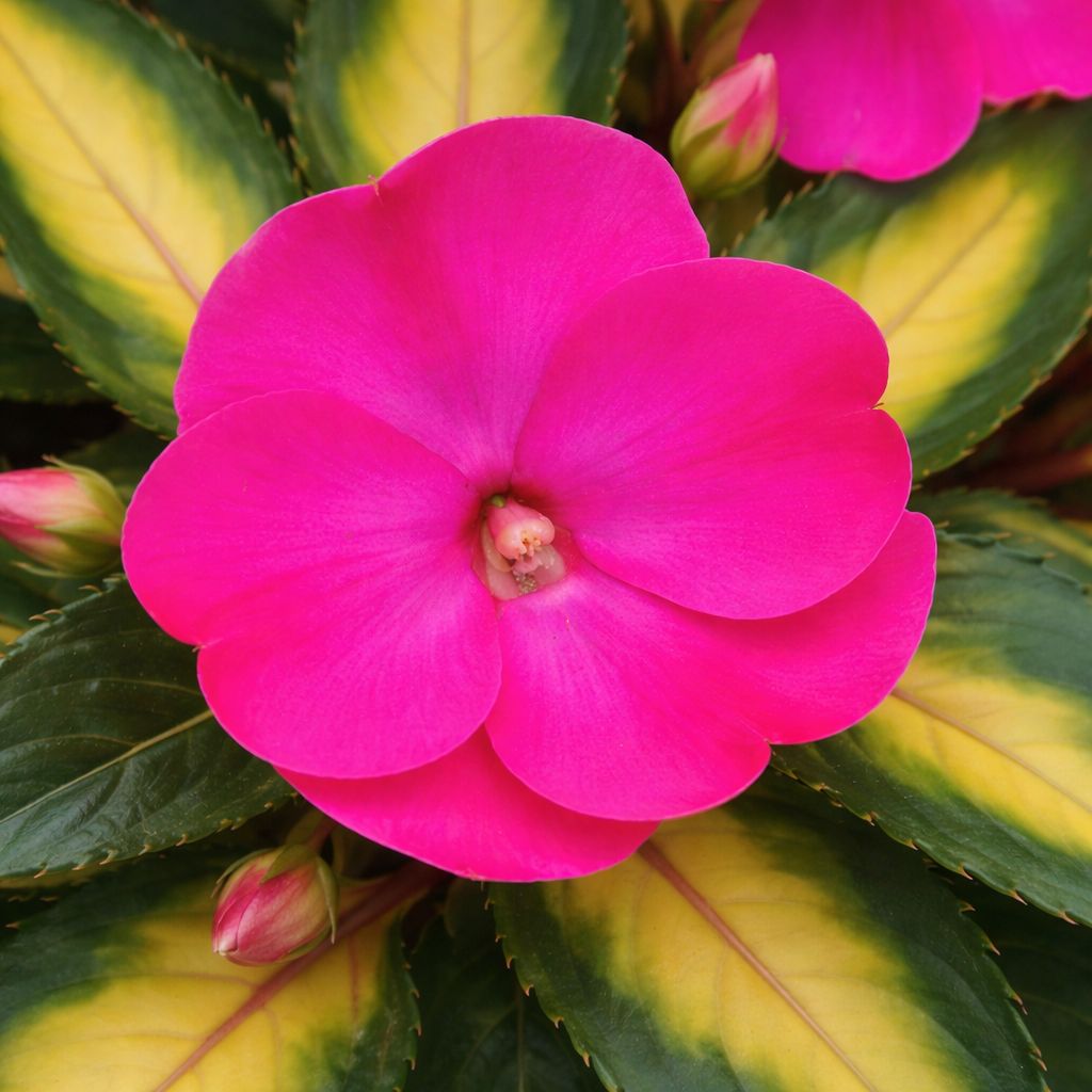 Impatiens - Sunpatiens Compact Tropical Rose