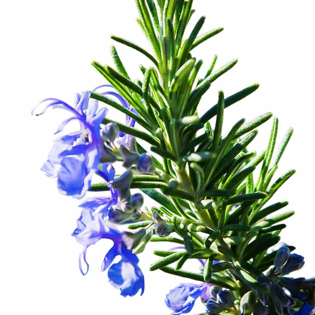 Rosemary - Tuscan Blue 4"
