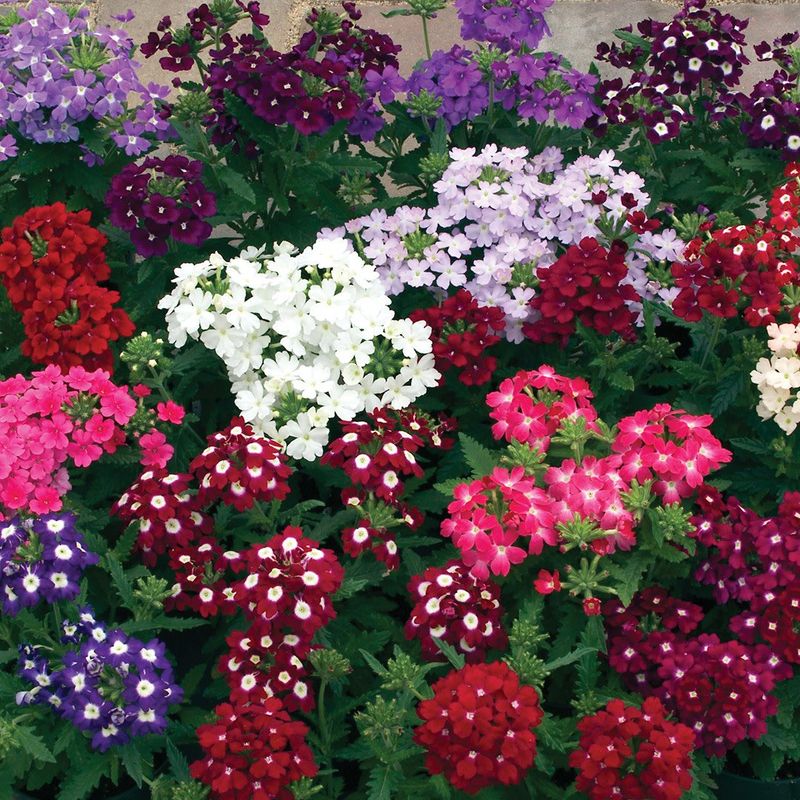 Verbena - SD Obession Mix (6 Pack Regular)