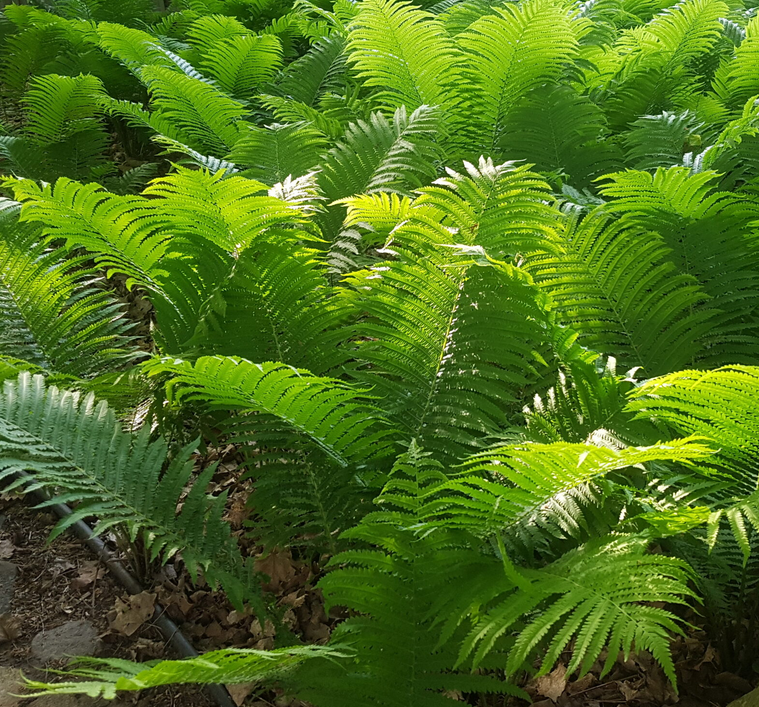 Fern - Northern Ostrich Fern