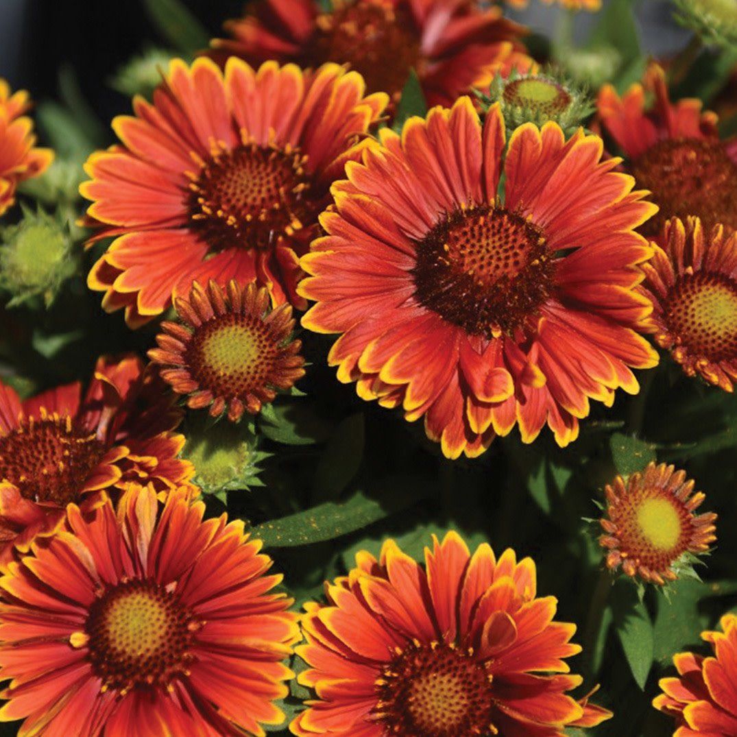 Gaillardia (Blanket Flower) - Spin Top Yellow