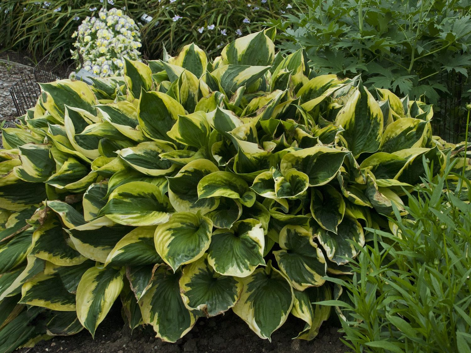 Hosta (Plantain Lily) - Twilight
