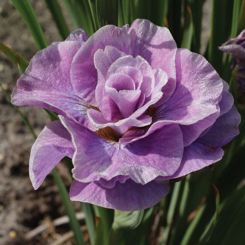 Iris Sibirica - Pink Parfait Double